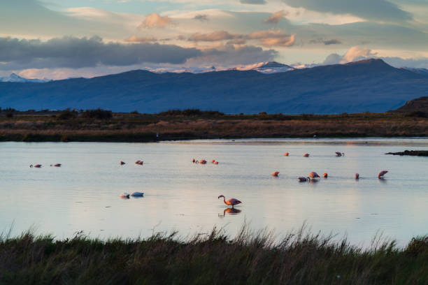 Scenic view of flamingos in Patagonia, Argentina