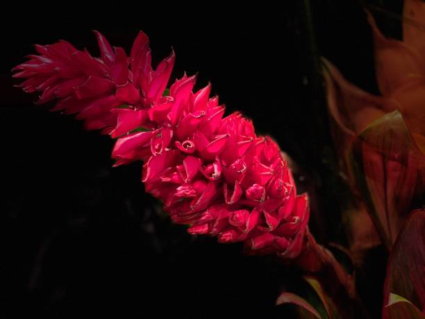 istock red ginger plant - alpinia 1201896543