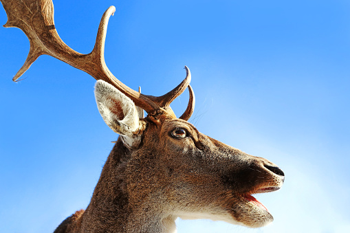 The head of a fallow deer with antlers with open mouth against the blue sky