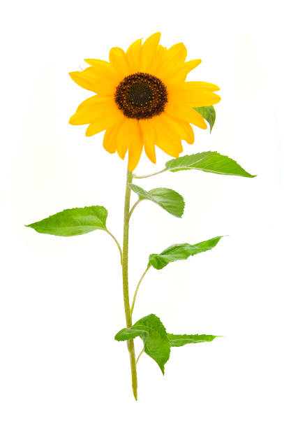 istock Flower of sunflower 1201901307