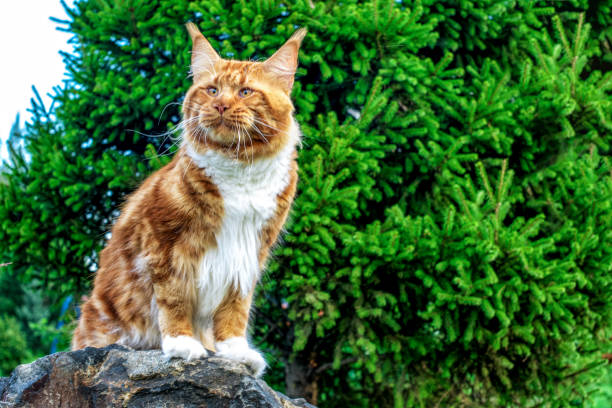 istock A big maine coon cat sitting on the grey rock. 1201901415