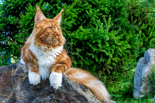 A huge red and white maine coon cat lying on the big rock in the forest on a sunny day.
