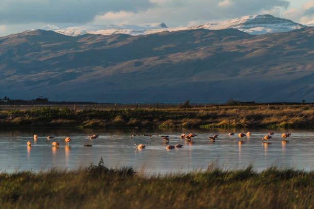 Scenic view of flamingos in Patagonia, Argentina