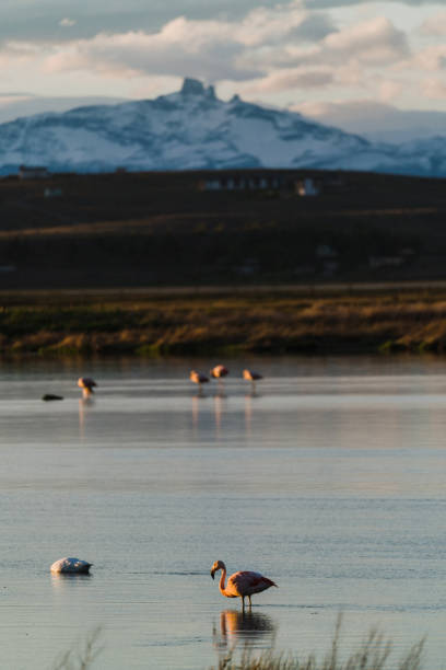 Scenic view of flamingos in Patagonia, Argentina