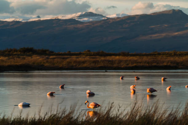 istock Flamingo in Patagonia, Argentina 1201902435