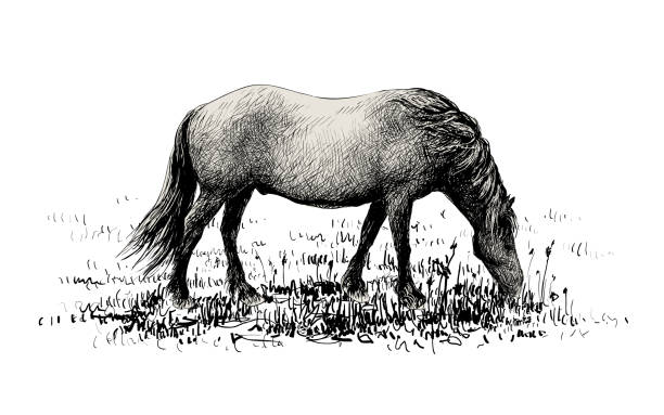 bildbanksillustrationer, clip art samt tecknat material och ikoner med häst på gräsplan stående isolerad på vitt - klepper estonian horse