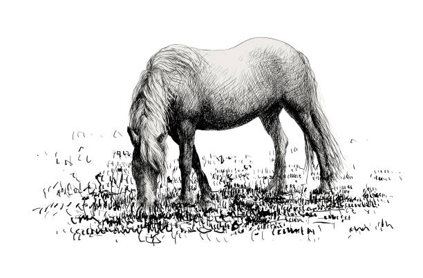 bildbanksillustrationer, clip art samt tecknat material och ikoner med häst på gräsplan stående isolerad på vitt - klepper estonian horse