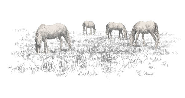 bildbanksillustrationer, clip art samt tecknat material och ikoner med lantligt landskap med hästar som äter - klepper estonian horse