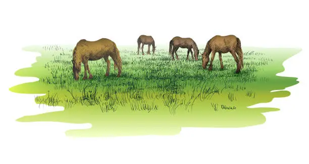 Vector illustration of Rural landscape with horses eating