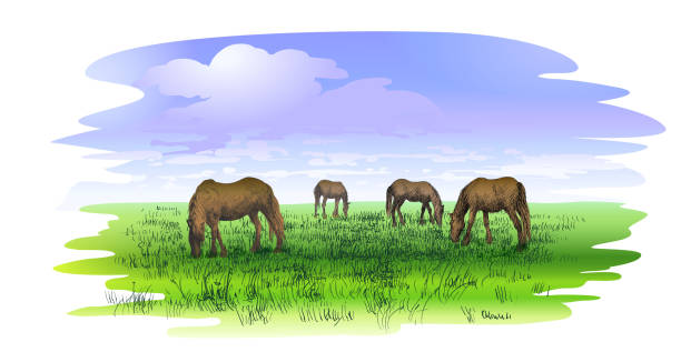bildbanksillustrationer, clip art samt tecknat material och ikoner med lantligt landskap med hästar som äter - klepper estonian horse