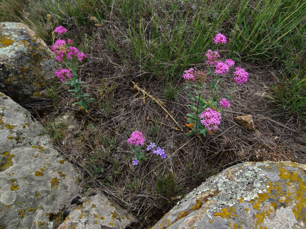 istock Little Pink Flowers on the Rocks 1201904234