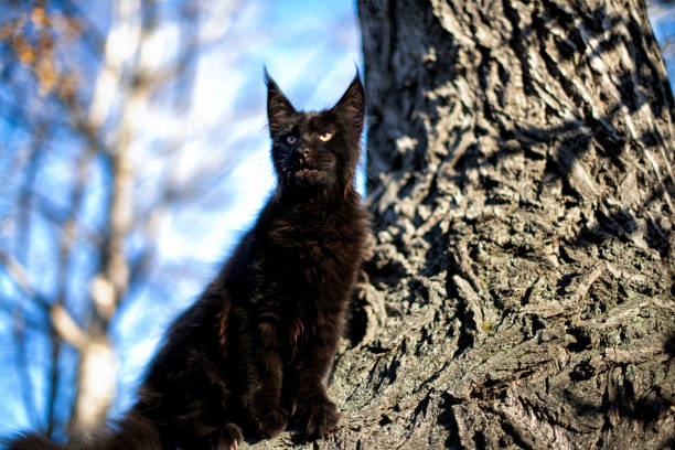 istock Black maine coon kitten in autumn forest. 1201904735