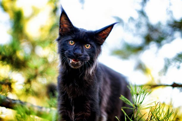 istock Black maine coon kitten in autumn forest. 1201904781
