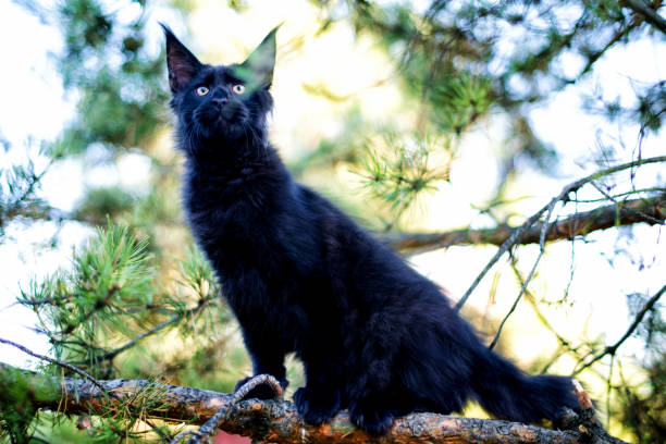 istock Black maine coon kitten in autumn forest. 1201904783