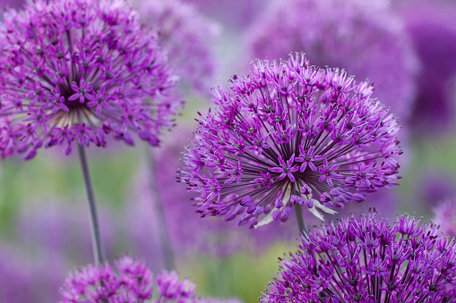 bright beautiful and fluffy flowers of a allium in a summer morning field