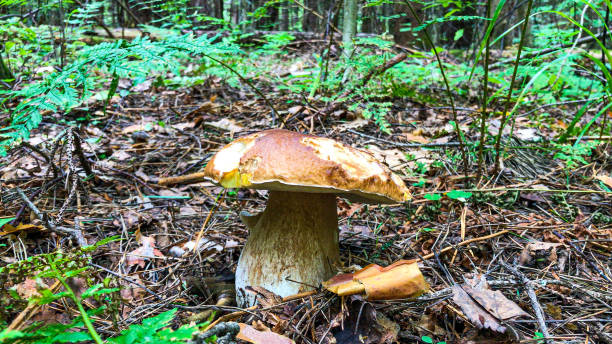 istock White mushroom in a forest clearing. 1201907896