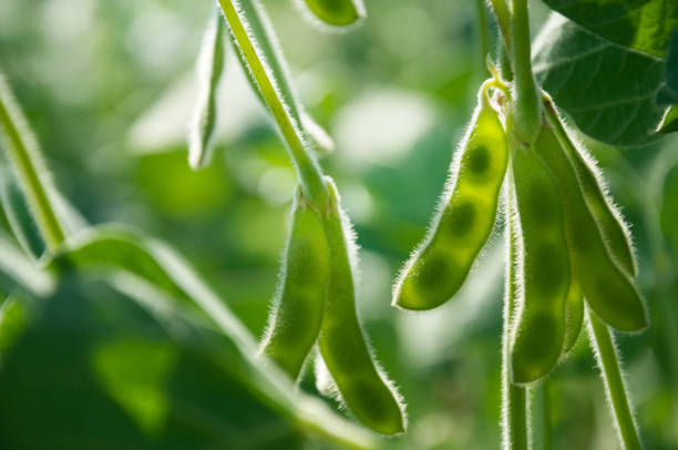 vainas verdes jóvenes de soja varietal en un tallo vegetal en un campo de soja durante el crecimiento activo de los cultivos. enfoque selectivo. - bean pod fotografías e imágenes de stock