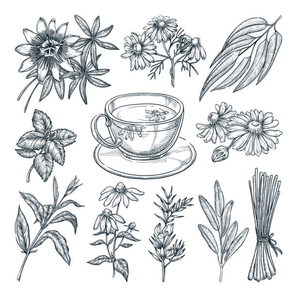 illustrations, cliparts, dessins animés et icônes de ensemble d'herbes de thé médicale, d'isolement sur le fond blanc. illustration d'esquisse dessinée à la main de vecteur - thé parfumé