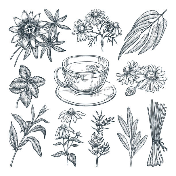 하얀 배경에 고립 된 의료 차 허브 세트. 벡터 손으로 그린 스케치 일러스트 - alternative medicine herbal medicine echinacea herb stock illustrations