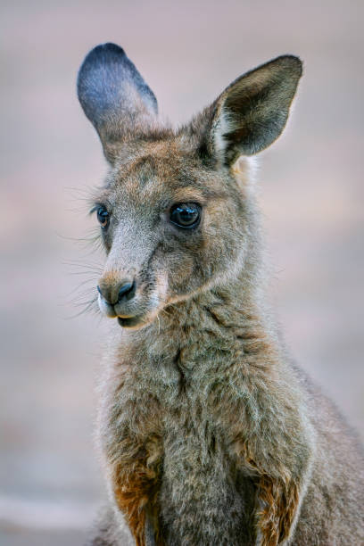 istock Grey Kangaroo joey close up 1201908930