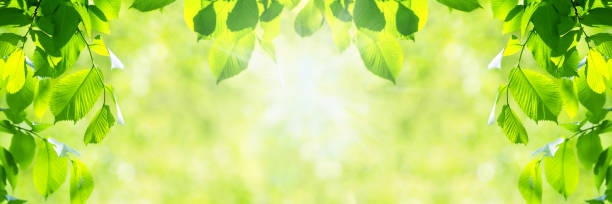 Vibrant green leaves background