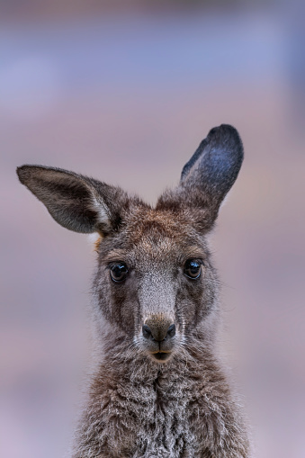 Close up of an Eastern Grey kangaroo joey