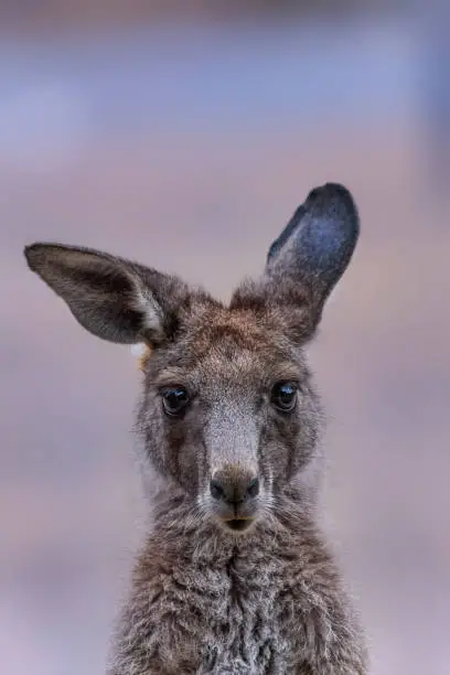 Close up of an Eastern Grey kangaroo joey