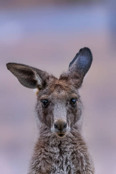 szary kangur joey z bliska - kangaroo joey marsupial mammal zdjęcia i obrazy z banku zdjęć