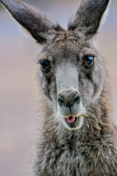 istock Grey Kangaroo in the bushland 1201909124
