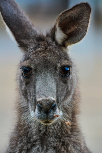 istock Grey Kangaroo in the bushland 1201909289