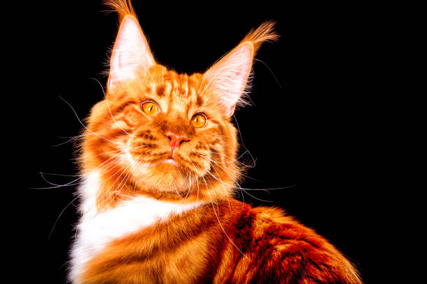 istock Big maine coon cat on black background. 1201910003