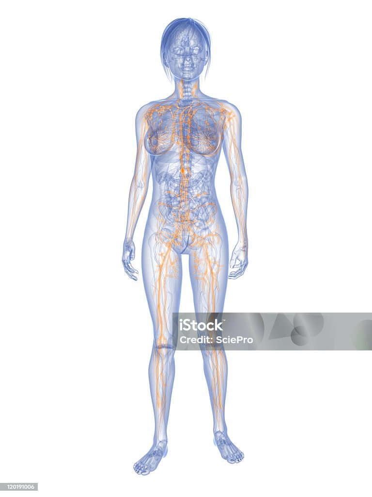 Женский Лимфатическая система - Стоковые фото Белый фон роялти-фри