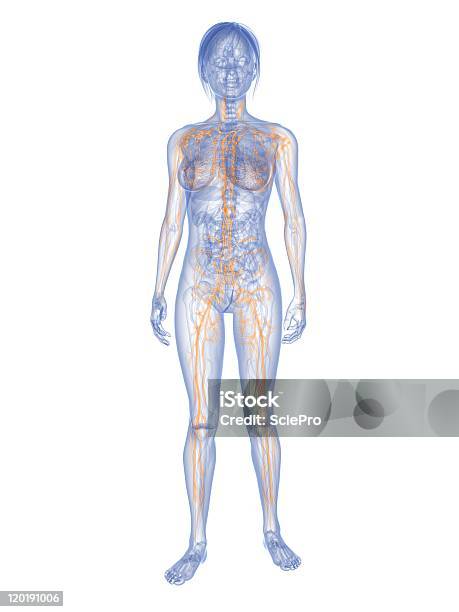 Женский Лимфатическая Система — стоковые фотографии и другие картинки Белый фон - Белый фон, Вертикальный, Женский пол