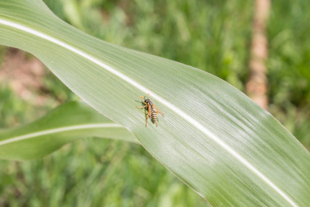 Wasp sitting on a leaf of a corn plant and basking in the sun, Germany