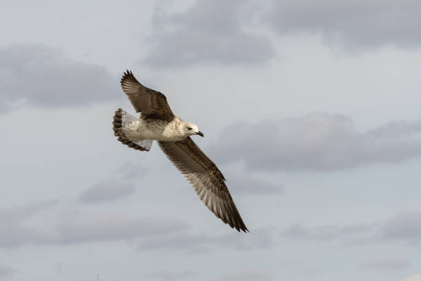 Great Black-backed Gull, immature seagull Larus Marinus flying in calm light gray cloudy sky. Beautiful close-up of young seagull. Area under Black Sea, Feodosia, Crimea.