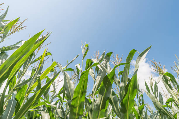 istock Corn field on a beautiful summer day with clouds and blue sky, Germany 1201910332