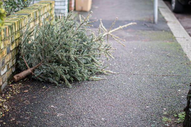 istock Christmas tree awaiting collection after use, to be recycled 1201910912