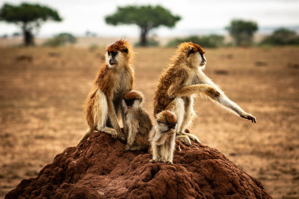 istock Savannah Monkey family, Murchison Falls National Park, Uganda 1201911112