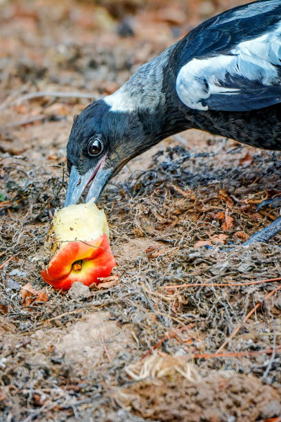Hungry baby Magpie