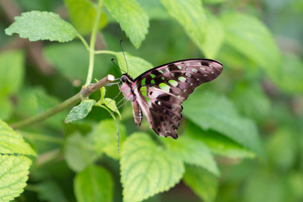istock Butterfly with colored wings perched on leaves 1201911452