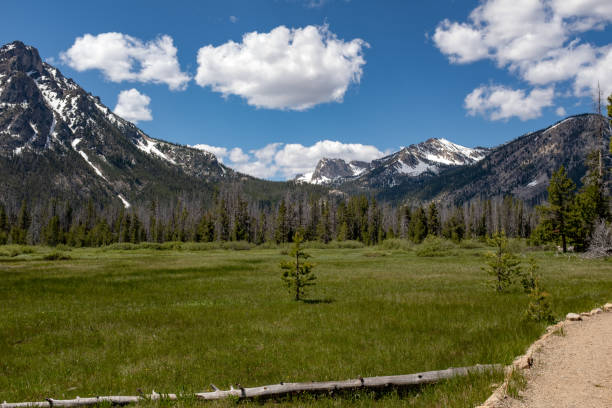 istock Dirt footpath leads through a high mountain meadow in Idaho 1201911464
