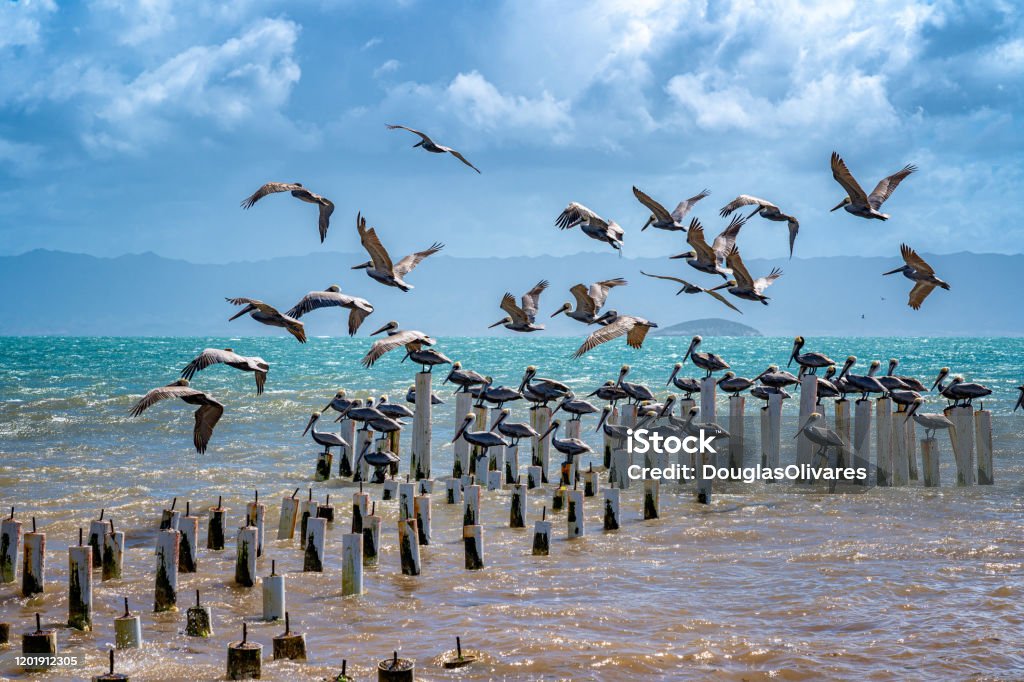 Seagulls and pelicans flying and posed in a abandoned dock. Seagulls and pelicans flying and posed in a abandoned dock. Coche Island. Venezuela Beach Stock Photo