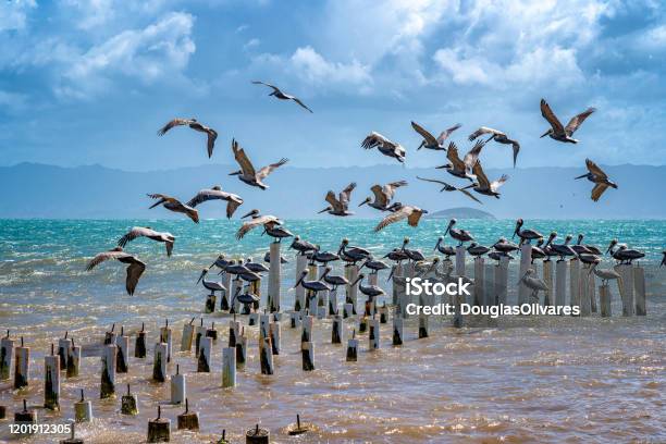 Seagulls And Pelicans Flying And Posed In A Abandoned Dock Stock Photo - Download Image Now