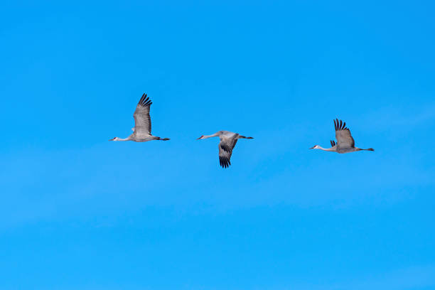 istock Group of Sandhill Cranes in Flight 1201912570