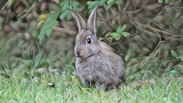 istock View of a wild rabbit on the lawn 1201912577