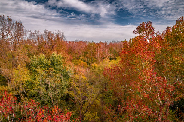 Colorful Treetops stock photo
