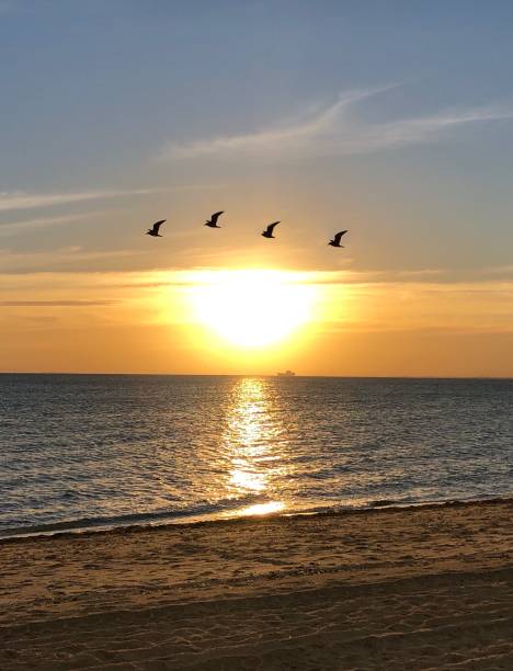 istock Australian sunset at the beach 1201917712