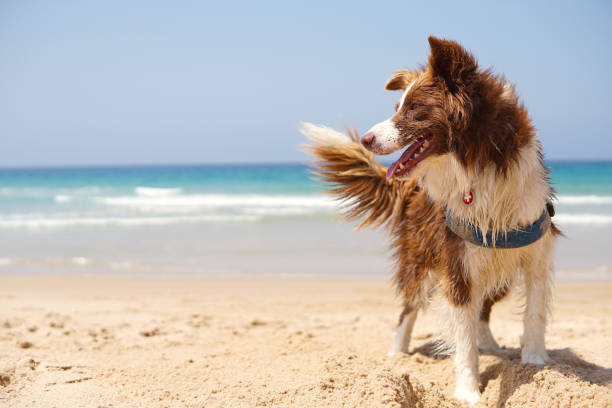 cane in spiaggia - cane al mare foto e immagini stock