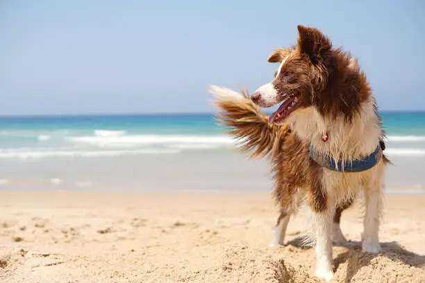 Photo of Dog in the beach