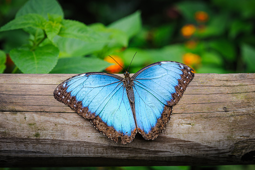 Blue Morpho Butterfly, Morpho peleides, resting on a tree trunk with its beautiful blue wings spread wide.